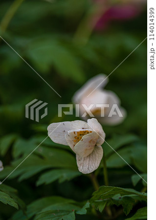 Spring flowers. Blooming primrose or primula flowers in a garden 114014399