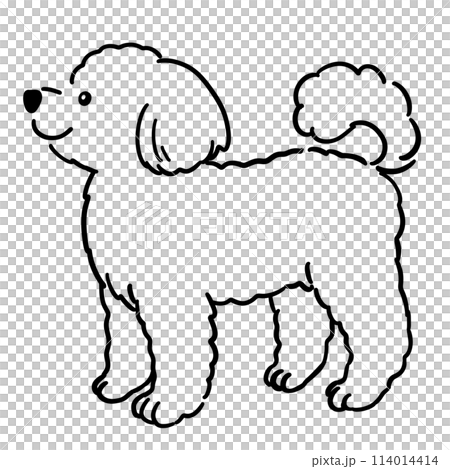 Illustration of toy poodle (line drawing only) 114014414