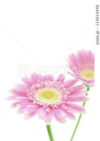 明るいピンクのガーベラ 114014448