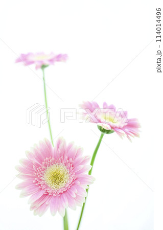 明るいピンクのガーベラ 114014496