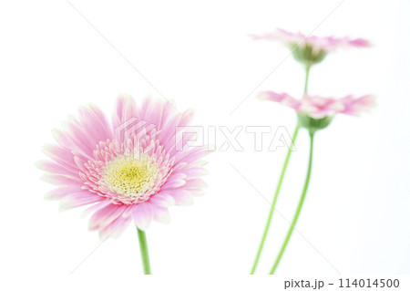 明るいピンクのガーベラ 114014500