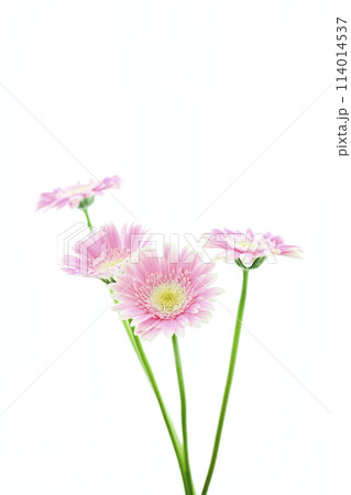 明るいピンクのガーベラ 114014537