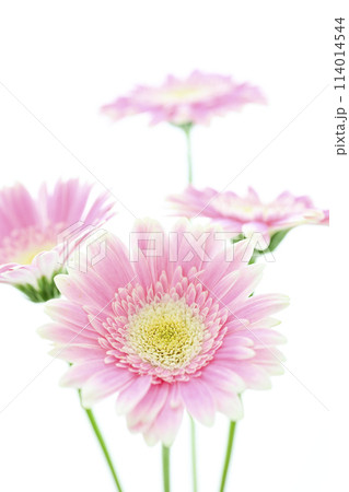 明るいピンクのガーベラ 114014544
