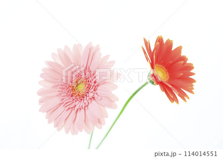 明るいピンクのガーベラ 114014551