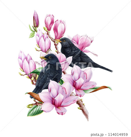 Backyard garden birds on blooming magnolia branch. Watercolor vintage style illustration. Beautiful painted blackbirds with tender magnolia spring flowers. Blackbird couple on the branch isolated 114014959