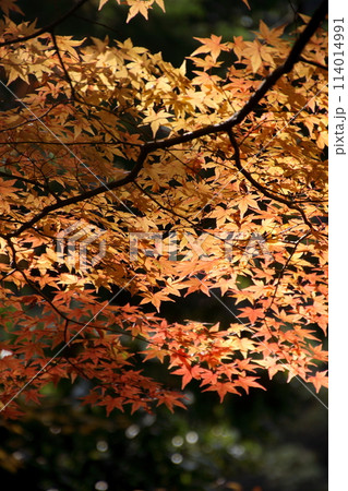 今治鈍川渓谷の木漏れ日に輝くもみじ 今治鈍川渓谷の木漏れ日に輝くもみじ 114014991
