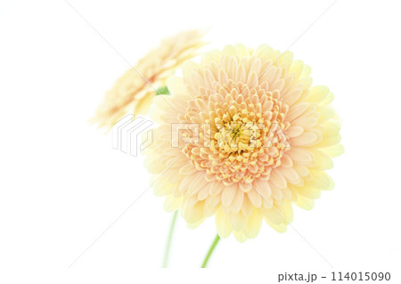 明るい黄色のガーベラ 114015090
