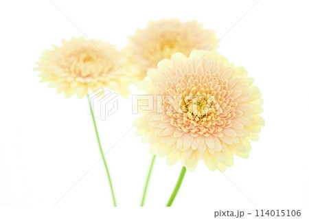 明るい黄色のガーベラ 114015106