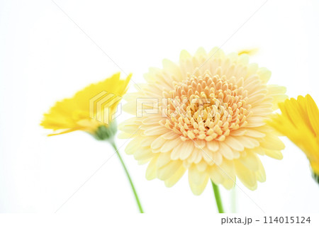 明るい黄色のガーベラ 114015124
