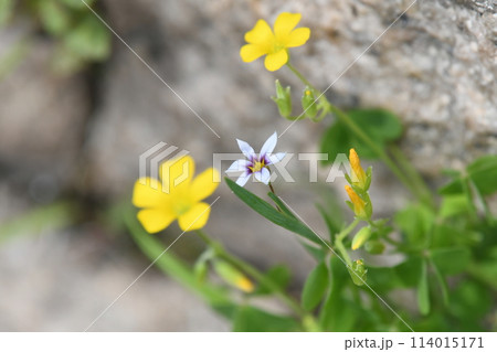 カタバミの花の中に一輪のニワゼキショウの花 カタバミの花の中に一輪のニワゼキショウの花 114015171