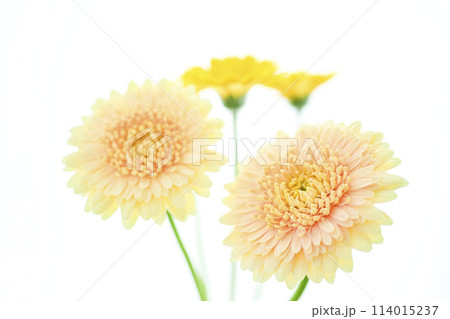 明るい黄色のガーベラ 114015237