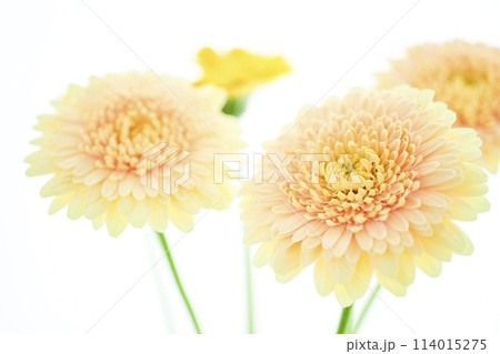 明るい黄色のガーベラ 114015275