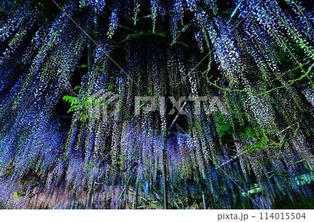 白毫寺の九尺ふじ 114015504