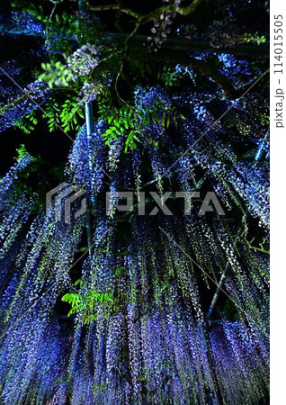 白毫寺の九尺ふじ 114015505