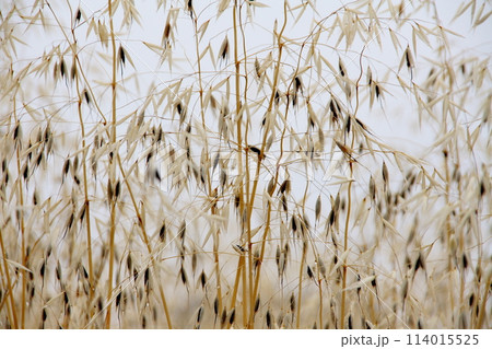 麦畑の雑草のカラスムギ 114015525
