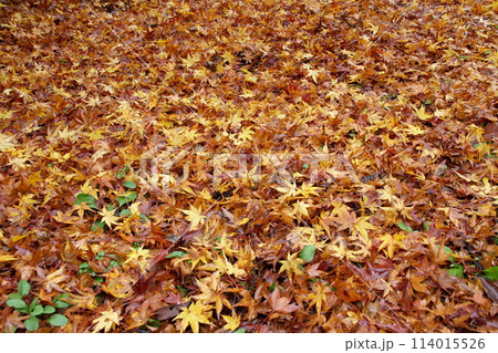 今治鈍川渓谷の紅葉した落葉 114015526