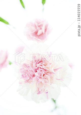白とピンクの明るいカーネーション 114015559