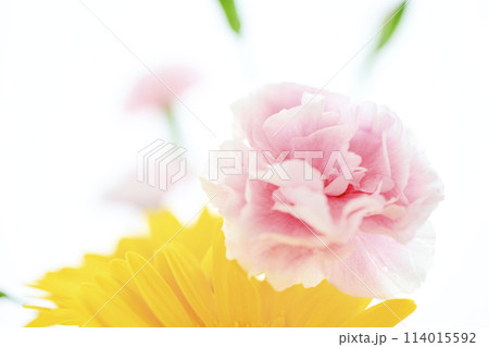 白とピンクの明るいカーネーション 114015592