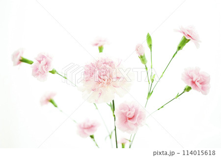 白とピンクの明るいカーネーション 114015618
