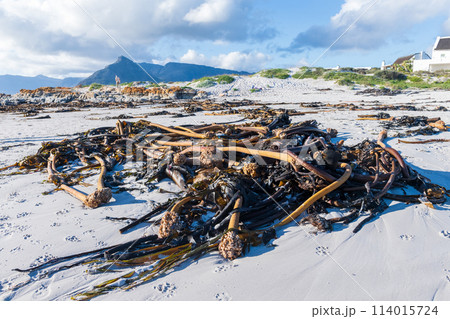 The cape peninsula 114015724