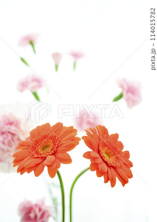 明るいオレンジのガーベラの花々 明るいオレンジのガーベラの花々 114015782