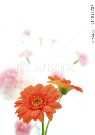 明るいオレンジのガーベラの花々 明るいオレンジのガーベラの花々 114015787