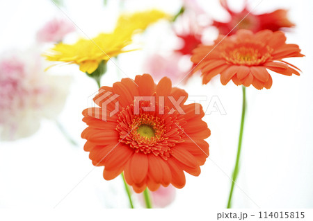 明るいオレンジのガーベラの花々 明るいオレンジのガーベラの花々 114015815