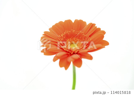 明るいオレンジのガーベラの花々 114015818