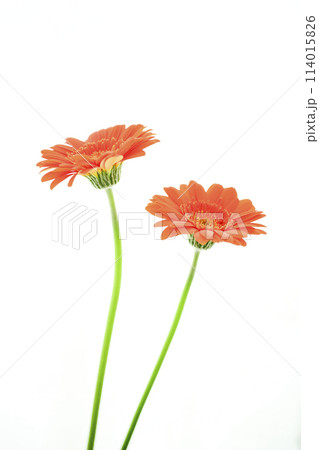 明るいオレンジのガーベラの花々 114015826