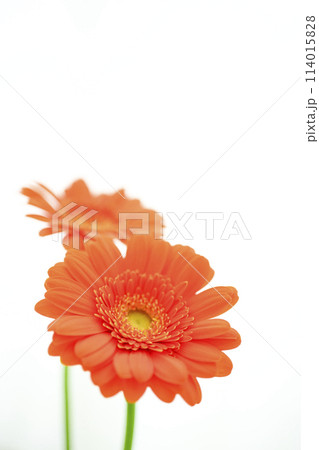 明るいオレンジのガーベラの花々 114015828