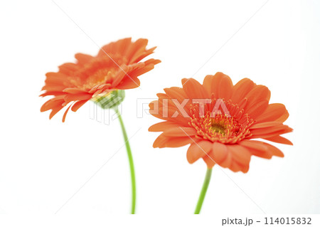 明るいオレンジのガーベラの花々 明るいオレンジのガーベラの花々 114015832