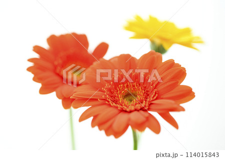 明るいオレンジのガーベラの花々 114015843