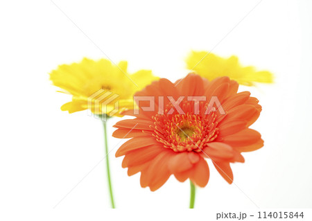 明るいオレンジのガーベラの花々 114015844