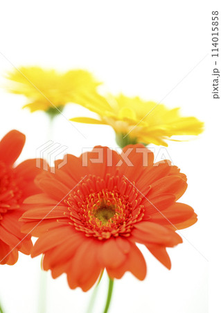 明るいオレンジのガーベラの花々 114015858