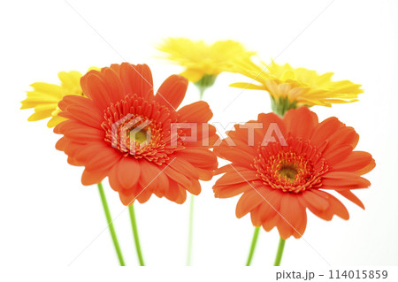 明るいオレンジのガーベラの花々 114015859