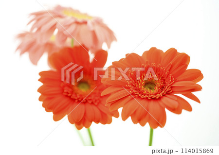 明るいオレンジのガーベラの花々 114015869