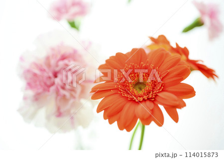 明るいオレンジのガーベラの花々 114015873