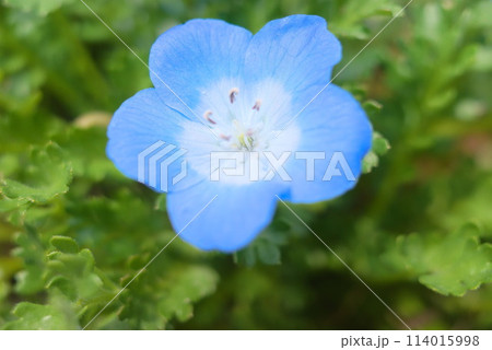 アップで撮影したネモフィラ 114015998