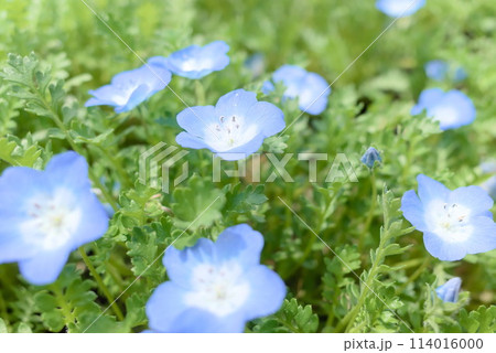 斜め横から撮影したネモフィラ 114016000