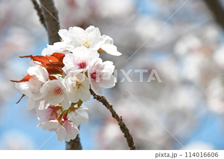 桜の花 114016606