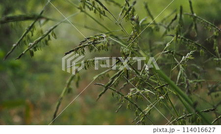 数十年に一度の開花　クマザサの花 114016627