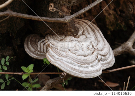 来島海峡馬島で見かけたサルノコシカケ 114016630