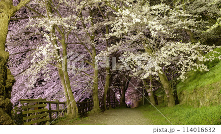 赤湯温泉　夜の絶景　烏帽子山千本桜のライトアッブ　山形県　　 114016632