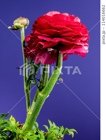 Red ranunculus flower on a blue background 114016662