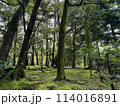 森林 114016891
