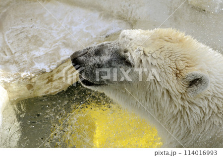 シロクマ シロクマ 114016993