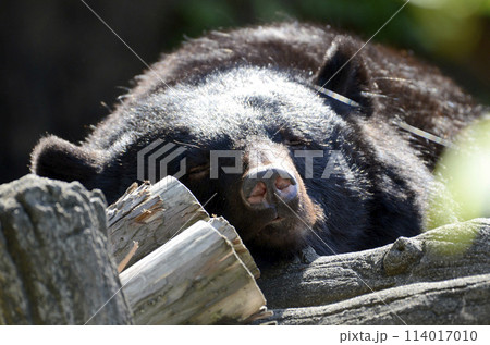 ツキノワグマ ツキノワグマ 114017010