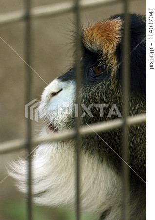 ブラッザグエノン 114017041