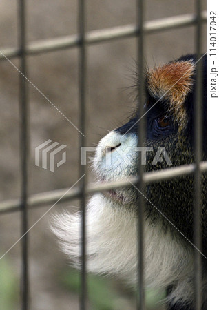 ブラッザグエノン 114017042