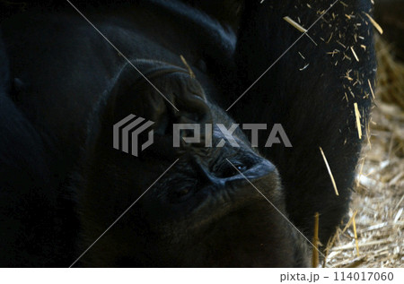 ゴリラ ゴリラ 114017060